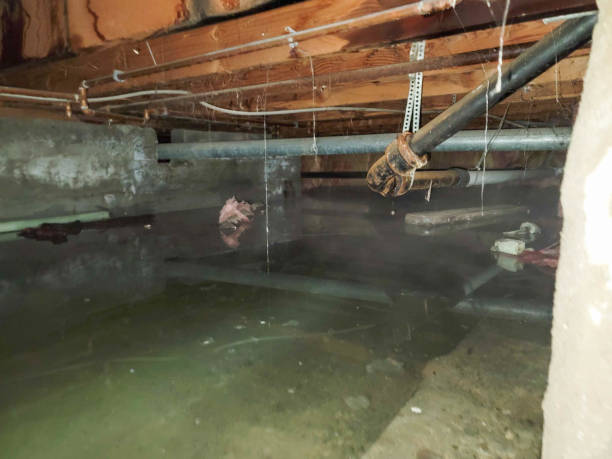 Best Professional water damage repair  in Carbondale, CO