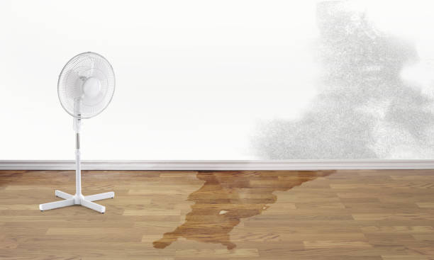 Best Basement water damage restoration  in Carbondale, CO