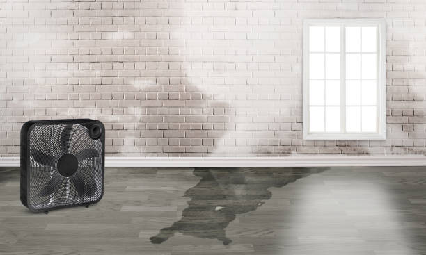 Best Ceiling water damage repair  in Carbondale, CO
